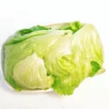 Dutch Lettuce